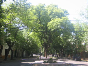 Mendoza tree lined streets