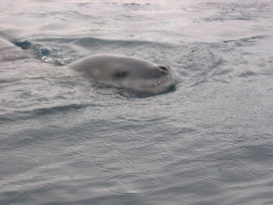 Leopard Seal