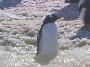 Antartica Day 4 _ Penguin ballet 2