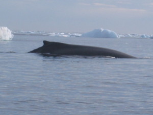 Antartica Day 4 _ Whale 1