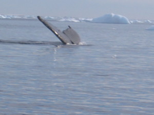 Antartica Day 4 _ Whale Fluke
