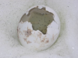 Antartica Day 5 _Penguin Egg