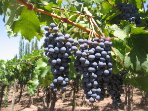 Super plump grapes in Mendoza