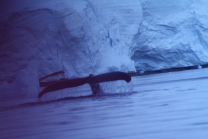 Antartica Day 4 _ Whale fluke 1