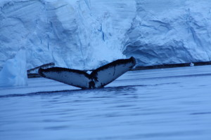 Antartica Day 4 _ Whale Fluke 2