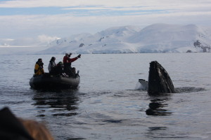 Antartica Day 5 _Whale Spyhopping