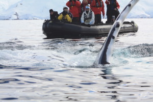 Antartica Day 5 _Whale flipper