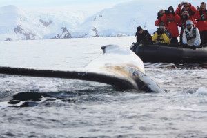 Antartica Day 5 _Whale fluke