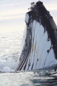 Antartica Day 5 _Whale Head