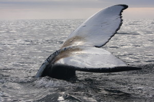 Antartica Day 5 _Whale Fluke 2