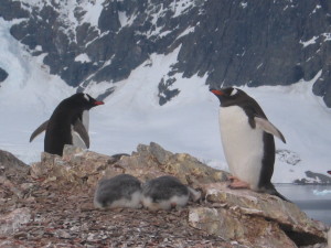 Antartica Day 5 _Penguin Family with babies