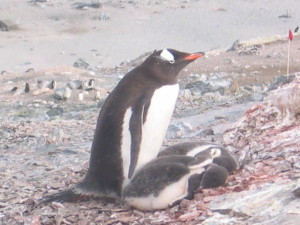 Antartica Day 5 _Penguin mom and babies