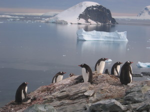 Antartica Day 5 _Penguins overlooking bay