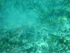 Belize_Caye Caluker_Spear Fishing shot