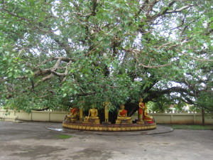 Laos - Vientiane - Pha That Luang tree
