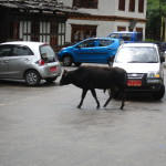 Baby calf stopping traffic in Haa town
