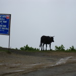 Cow crossing at the top of Chele La Pass