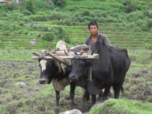 Oxen getting the field ready to flood for planting rice