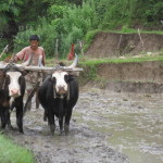 Oxen plowing the mud with the tool
