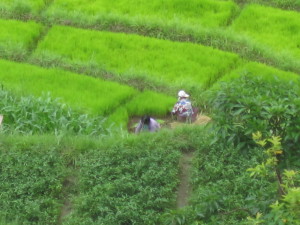 Local women harvesting the rice
