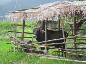 A welcoming cow in the Punakha Valley