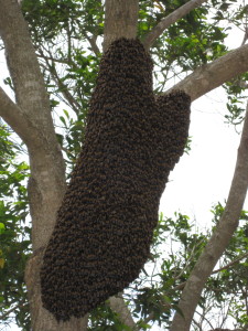 That is a bee hive and the whole collection of bees moved in the wind
