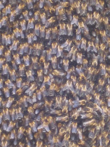 Close up of the bees 