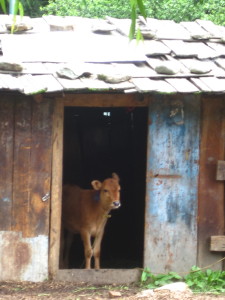 I just loved this little calf in the barn on the way up to the Monastery 