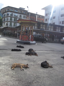 The stray dogs sleeping by the busy traffic circle