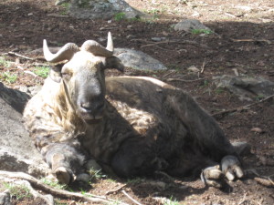 The first Takin we saw relaxing.  I love the small horns and big head