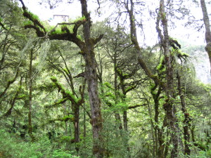The old men's beard, Spanish mosses , and lichens growing on the oak trees , which denotes the existence of thin and pure air