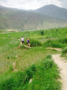 Walking through rice fields