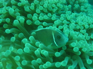 and here is Nemo's cousin