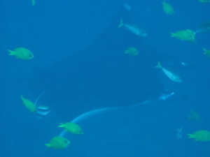 First sighting of giant Manta Ray