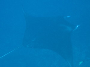 A second Manta Ray came swimming by