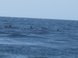 More wild dolphins