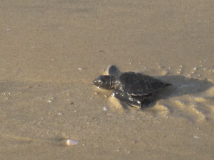 Releasing the turtles to the ocean