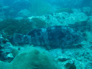 Giant Grouper Fish - so many of them in Ko Tao