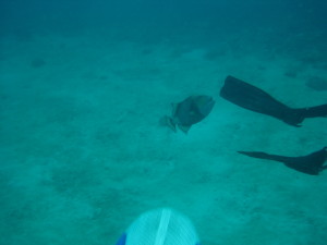 Another shot of the second (smaller) Trigger fish biting my Dive Masters Fins