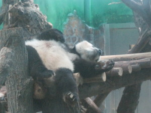 Close up of one tired Panda in the Air Con enclosure