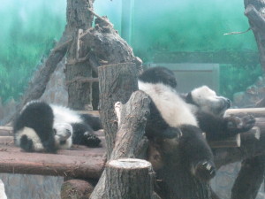 One of the indoor Panda enclosures - both Panda's were out for the count!