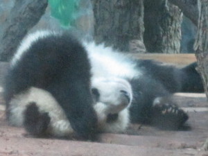 Such a hard life for this Panda!