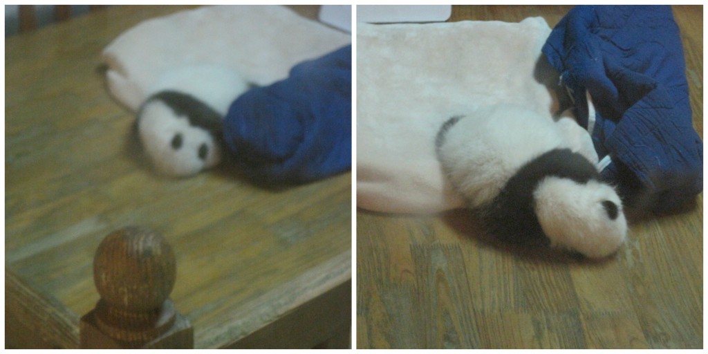 Baby Panda's in a separate Panda crib