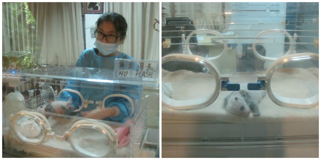 Newborn Baby Pandas in Incubators