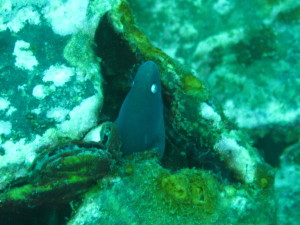 Moray Eel peaking out of a shipwreck