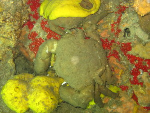 One dirty mud crab we found under Gato Island 