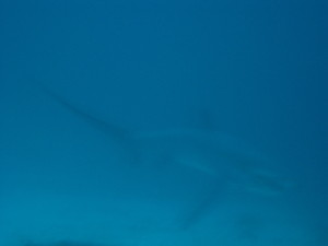 Thresher Shark photo I took