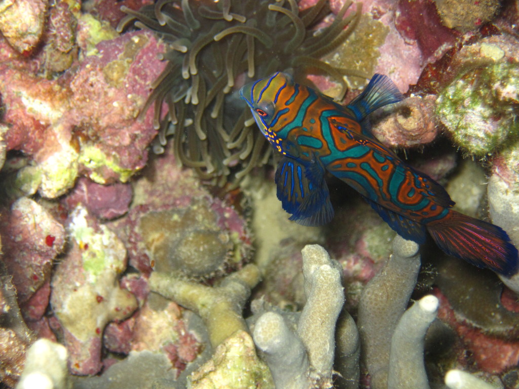 My Favorite Mandarinfish swimming in the coral