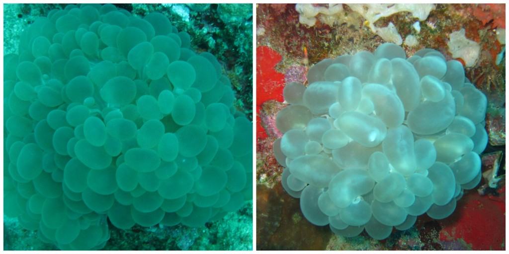 Bubble Coral on two different dive sites