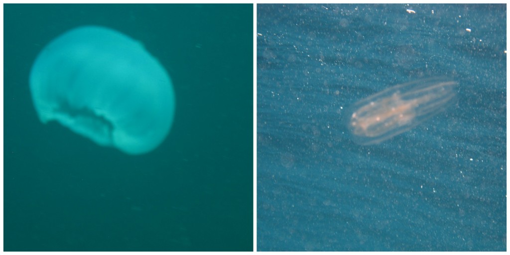 Jellyfish - there were many and I was lucky to avoid a sting (unlike many divers)